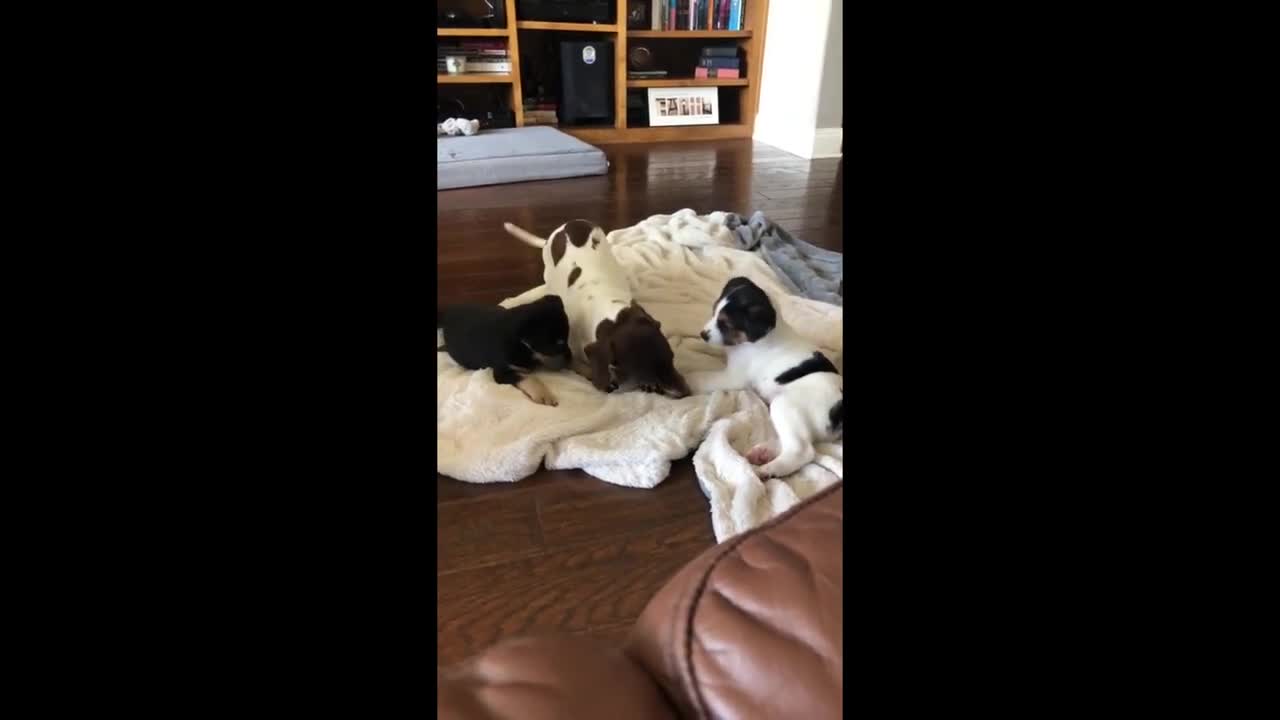 Mini dachshund babysits & entertains foster puppie