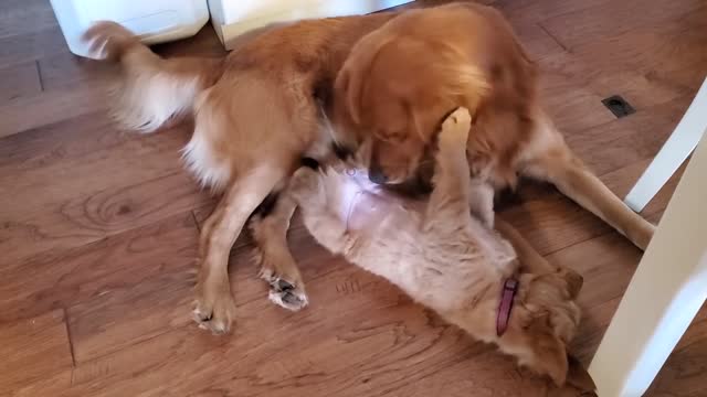 Golden Retriever Dad Babysitts Puppies