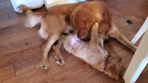 Golden Retriever Dad Babysitts Puppies