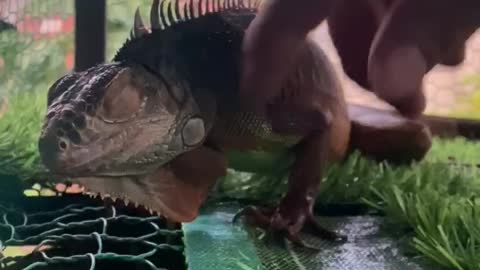 South American dragon