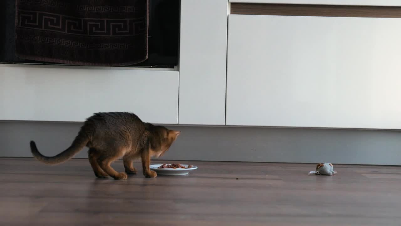 Cute Abyssinian kitten eating food from the plate in the kitchen