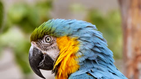 bird parrot era spring tropical the beak