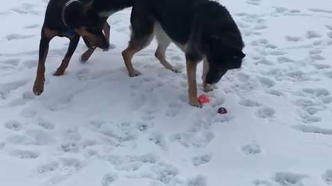 FIONA AND HANZ IDAHO CHRISTMAS TRIP 12.2018