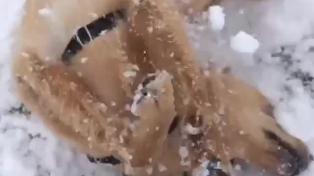 Close up of black white dog camera pans over to brown dog rolling around in grass snow