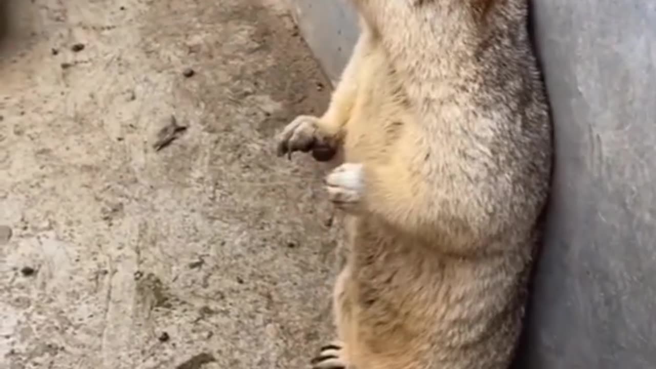 Funny animal video