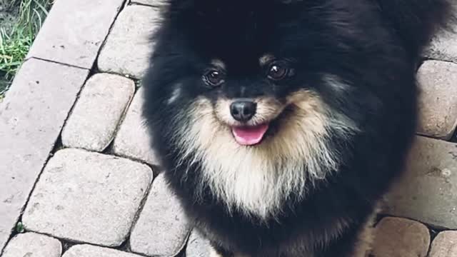 Dog Black is cute pomeranian puppy 😍🤩