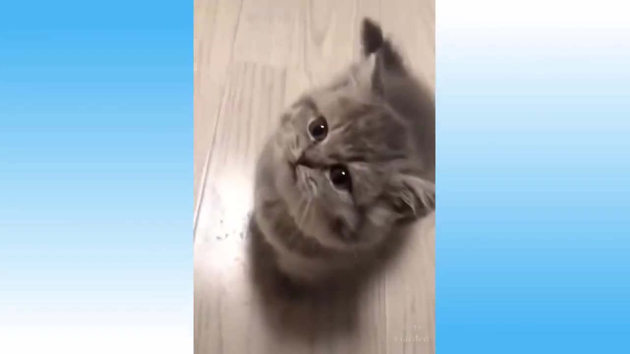 Cat Interacting with Owner