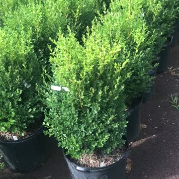 Green mountain boxwoods ready for pickup at Highland Hill Farm