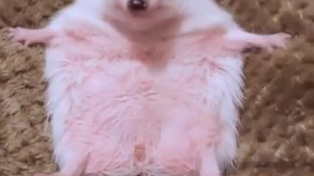 hedgehog cute short clip