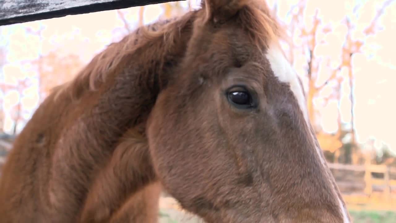 Horse face close up in slow motion