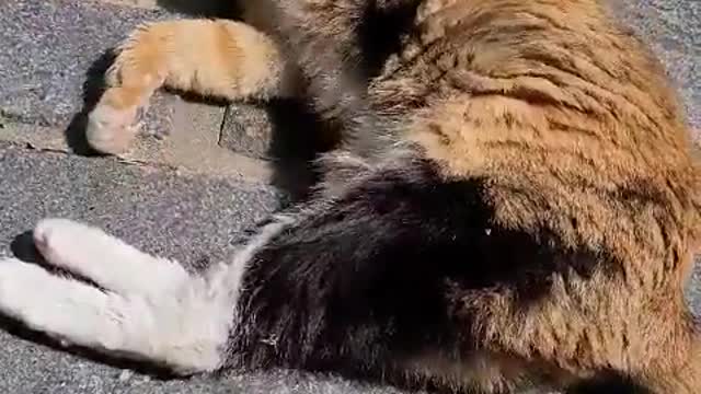 한국의 강아지같은 고양이(A cat like a dog in Korea)