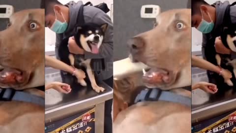 Scared Dog