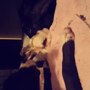 Pitbull and the Bunnies