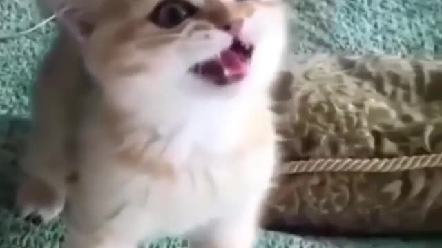 kitty roar