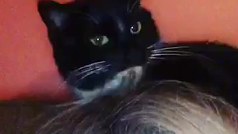 Black cat on owners head playing with hair