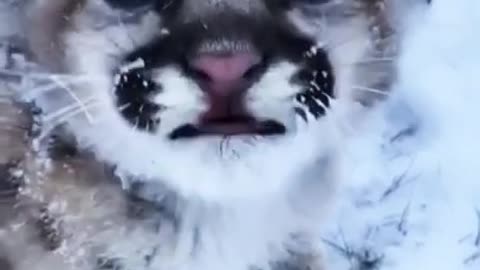 Cute little cat baby video