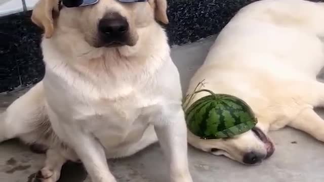 Funniest & Cutest Labrador Puppies #2 - Funny Puppy Videos 2022