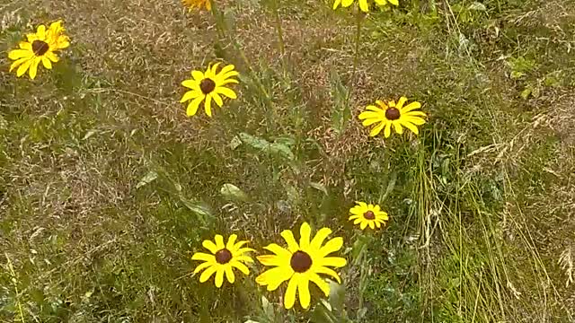 Black-eyed Susan