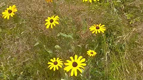 Black-eyed Susan