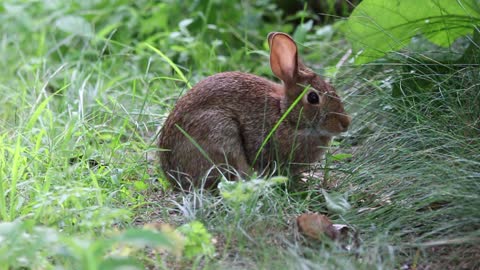 funny rabbit funny rabbit