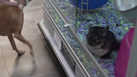 Buying My Dogs Everything They Touch
