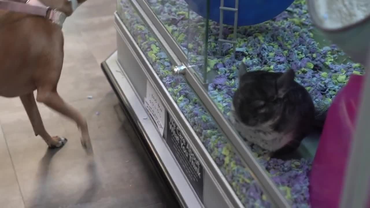 Buying My Dogs Everything They Touch