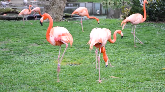 Various birds
