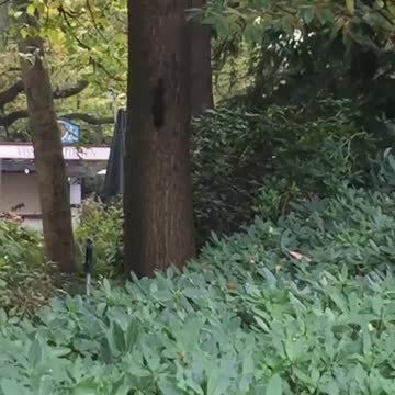 Fast - Squirrels having a race in my garden