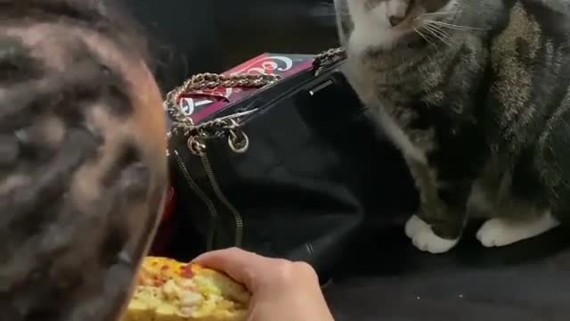 A wild cat takes the sandwich funny cat