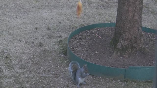 Squirrels love corn