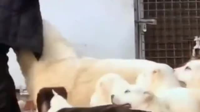 cute & funny dog -funny dog #shorts