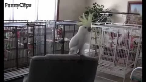 Dancing parrots