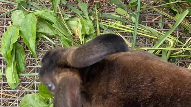 Rabbit Eats Plantains