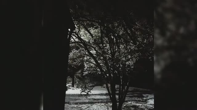 Night Snow Fall