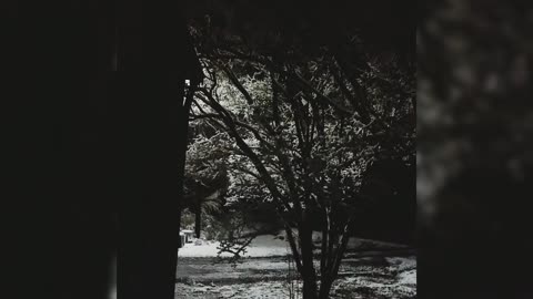Night Snow Fall