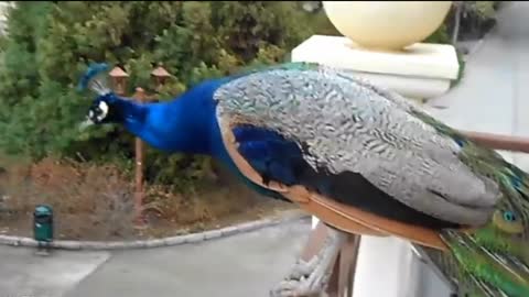 Peacock Sounds - Noises HD