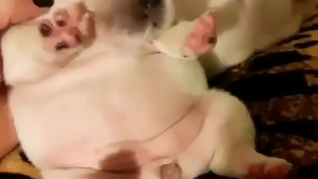 🤣 Awesome Funny Pet Animals Life Videos 😇