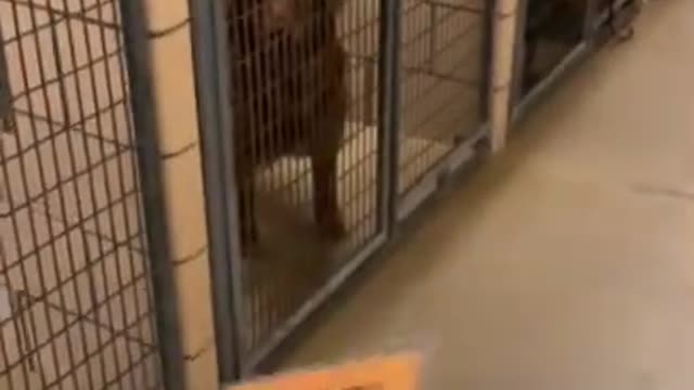 The dog is taken from the kennel reaction
