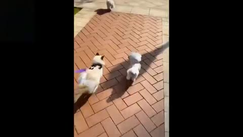 cats doing the cutest things. So funny