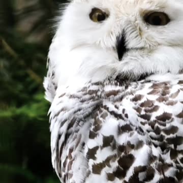 White Shades of Nature #nature #wildlife #relaxing