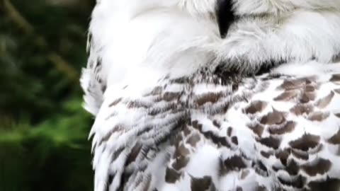 White Shades of Nature #nature #wildlife #relaxing