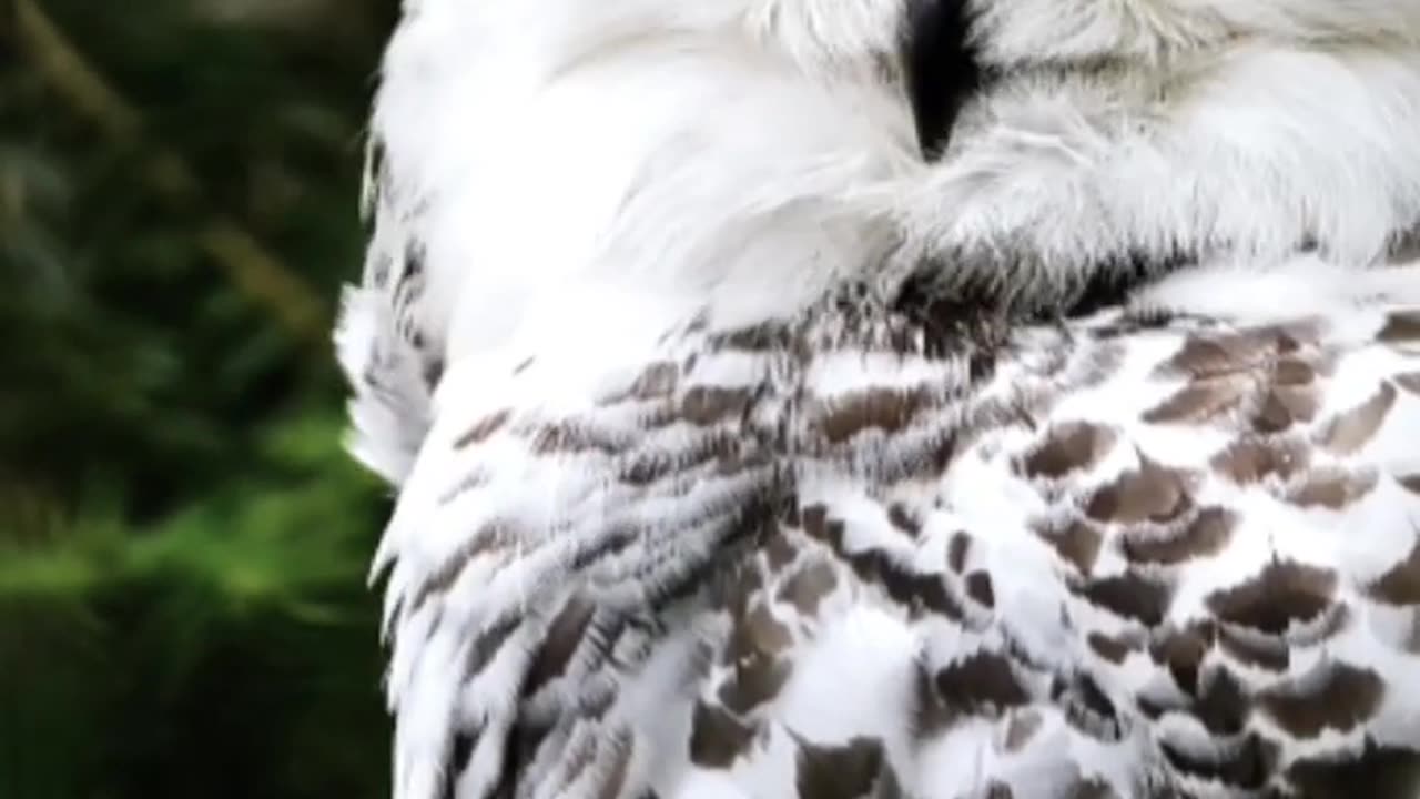 White Shades of Nature #nature #wildlife #relaxing