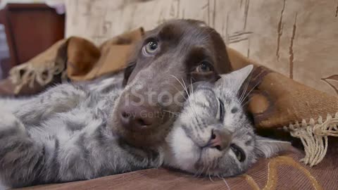 DOG AND CAT ARE TOGETHER... looks very cute😘😘...