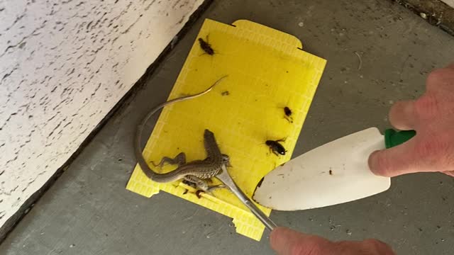 Lizard rescue