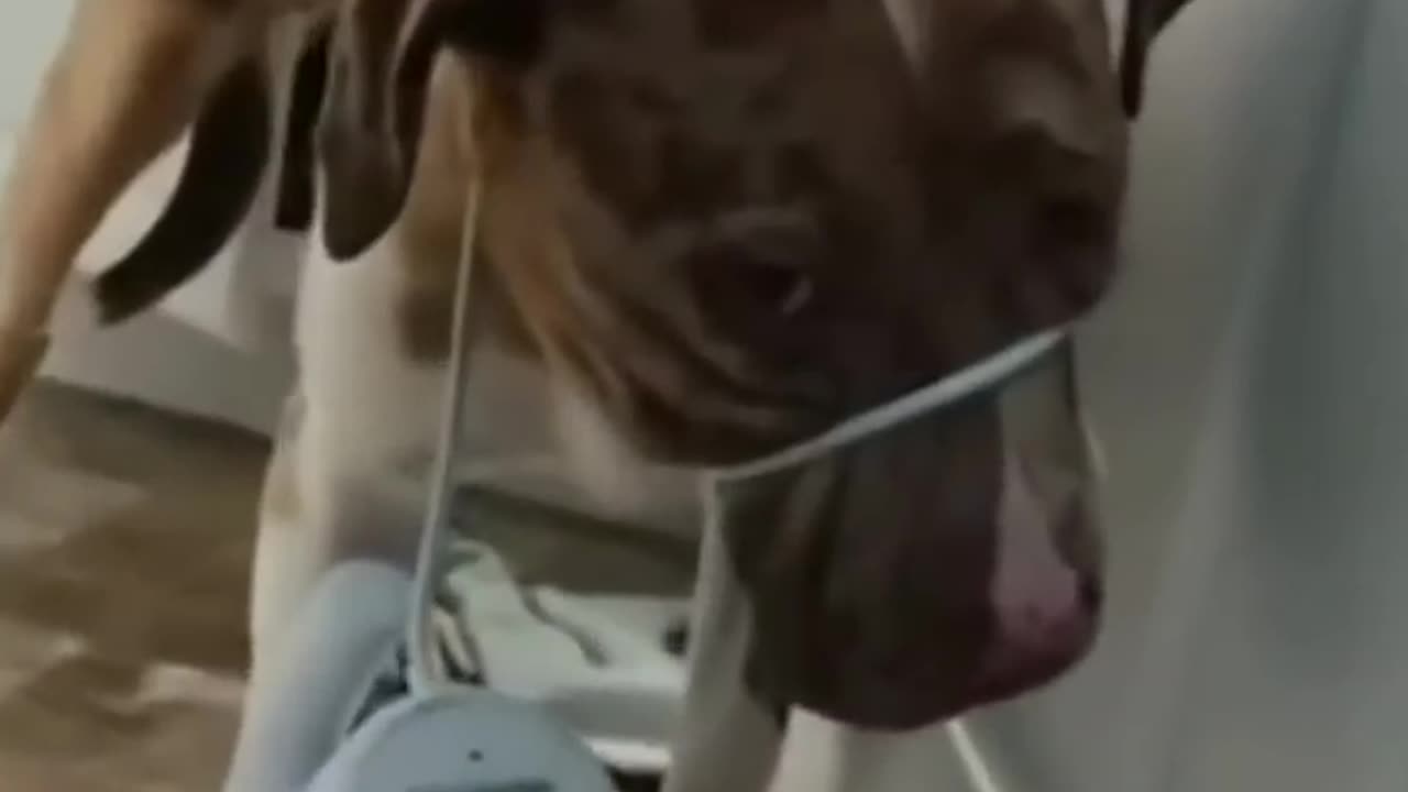 Best Funny Animals Videos of 2022😂 - Funniest Animal Videos Aug 2022 😹#shorts #funny