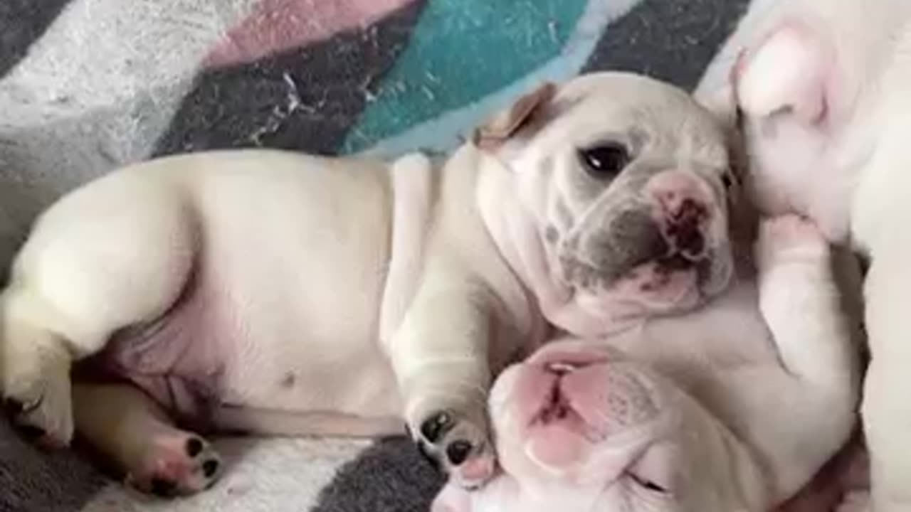 Bulldog
