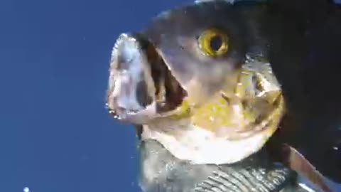 Greatest Day Of My Life Spearfishing (happy ending)