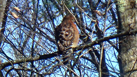 Red-shouldered hawk