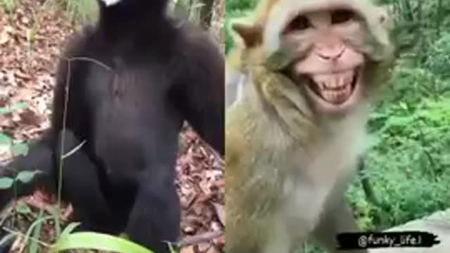 Funny monkey video