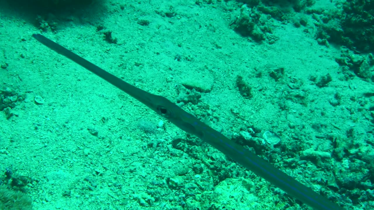 NO SOUND - Closeup of Trumpetfish